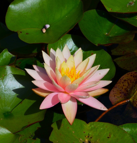 Hardy water lily pond - lily,