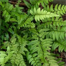 Fern Hardy Shield Fern