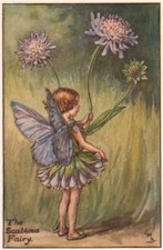 Scabious Fairy by Cicely Mary