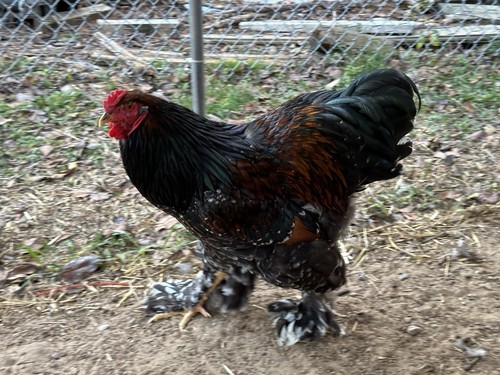 Porcelain brahma hatching - 4+1,