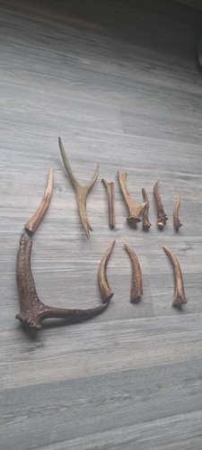 Joblots deer antlers - joblots, pieces