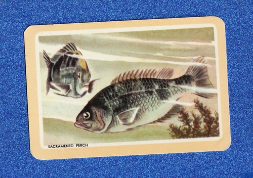 Vintage woolworths fish swap - fish,