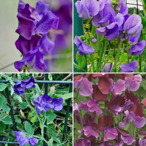 Free postage sweet pea - free, 12