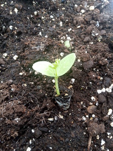 Water melon plants - water,