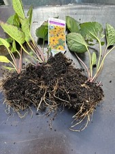 Rudbeckia Goldsturm 3 X Bare