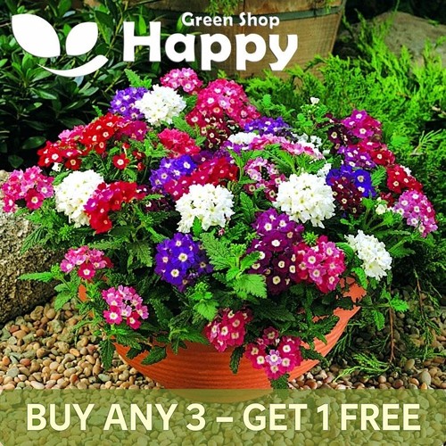 Verbena mammoth mix 300 - mammoth,