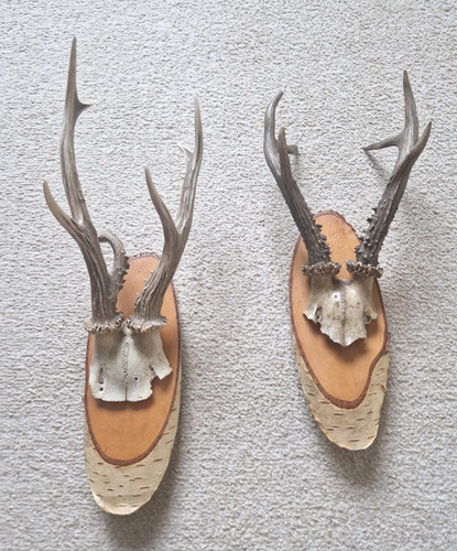 European roe deer - european, antlers