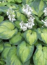 Hosta  George Smith - Large