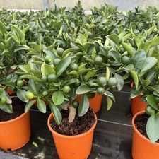 Citrus Orange Calamondin 30cm