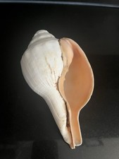Conch shell from sri lanka - from,