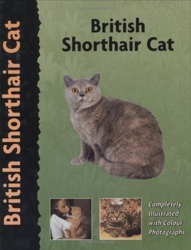 British shorthair cat pet - british,