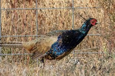 6 Green Variant Pheasant