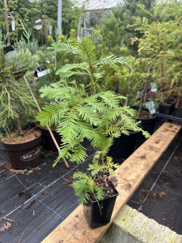 Coast redwood tree - coast,