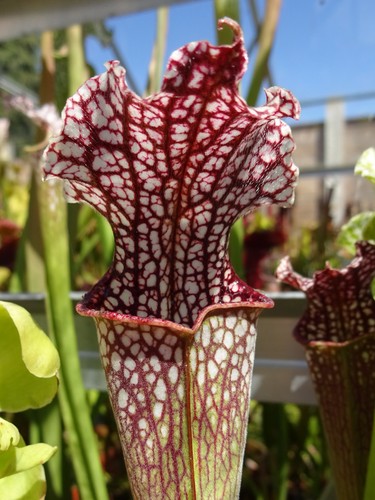 Sarracenia jsl12 leucophyla - sarracenia,