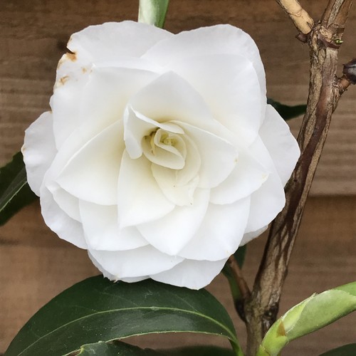 Camellia april snow pot - |, |