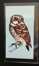 TETLEY (TEA CARD)-BRITISH