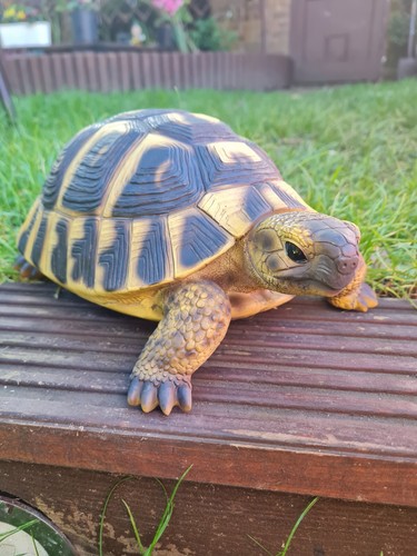 Realistic hermann tortoise - hermann,