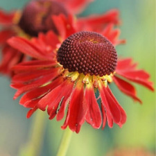 Helenium Moerheim Beauty Herbaceous Cottage Perennial in 9cm Pot