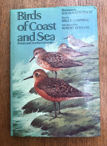 Birds coast and sea britain - coast,