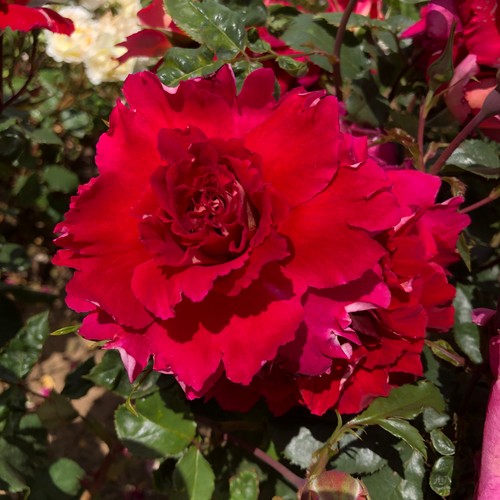 Gary rose 5 5lt potted - rose,