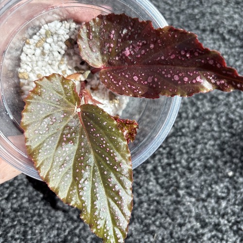Begonia benigo pink spotted - begonia,