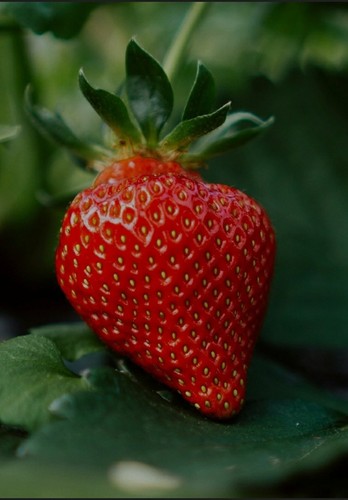 Strawberry established - 5,