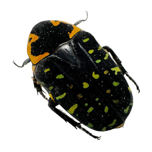 Jewel like green spotted - jewel,