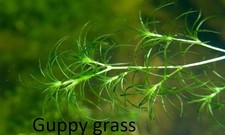 Guppy grass - floating plants *Buy 2, Get 1 Free*