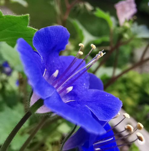 California bluebell wildflower - bluebell,