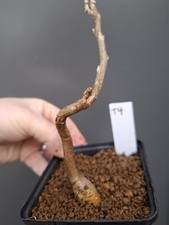 T4 wisteria Bonsai Tree