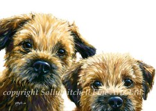 Pack of 5 border terrier