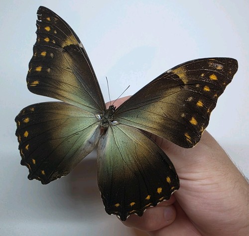 Morpho telemachos set - telemachos, a-