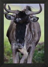 Wildebeest Framed Wall Art