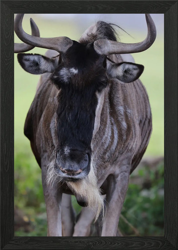 Wildebeest framed wall art - wildebeest,