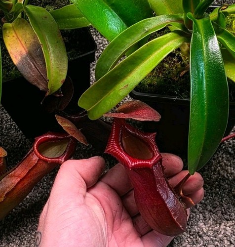 Nepenthes pitcher - nepenthes,