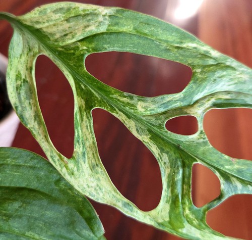 Rare monstera adansonii indo - rare,