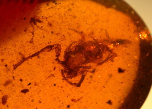 Cretaceous scorpion with fly - cretaceous,