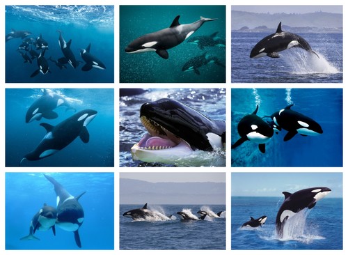 Orca killer whale - orca,
