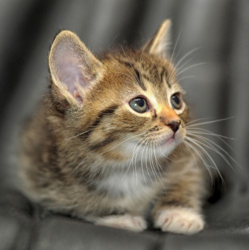 Cute kitten sound - cute,