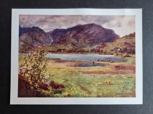 Antique 1908 print - -, little