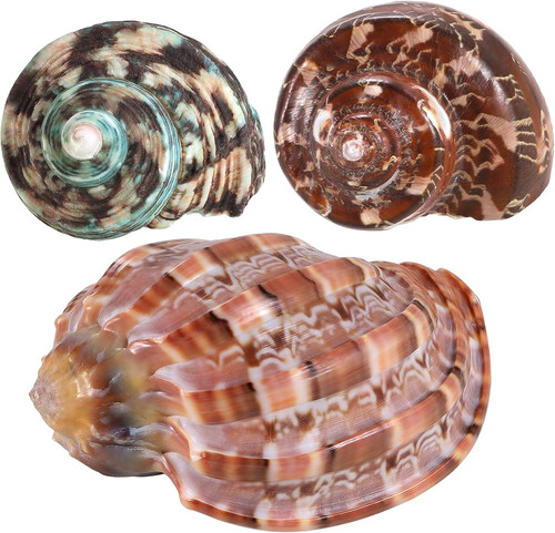 3pcs natural hermit - 3pcs, crab