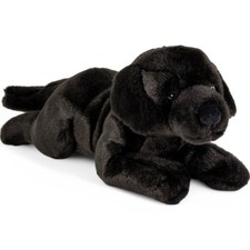 Labrador dog lying black