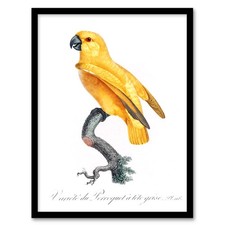 Francois Levaillant Framed