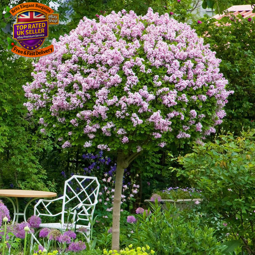 Hardy ceanothus standard tree - hardy,