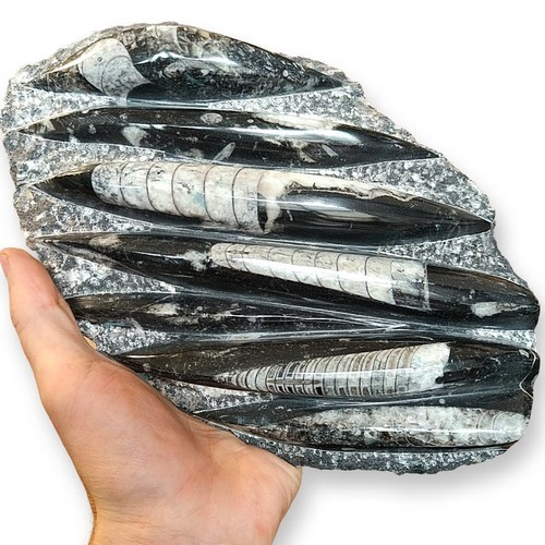 Orthoceras fossil plate - fossil, -2