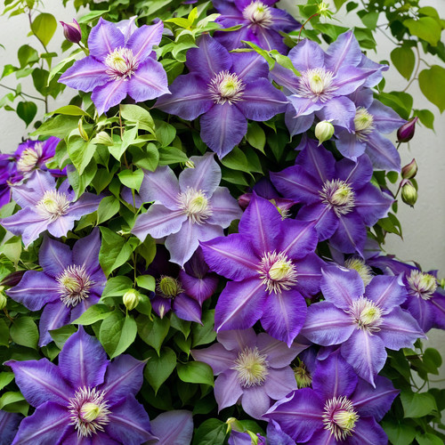 25double dark purple - dark, clematis