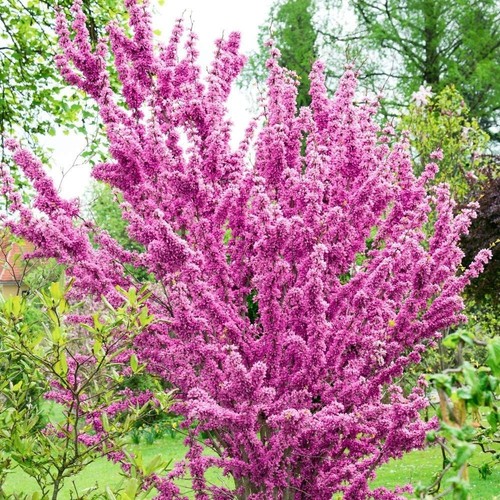 Cercis chinensis avondale - cercis,