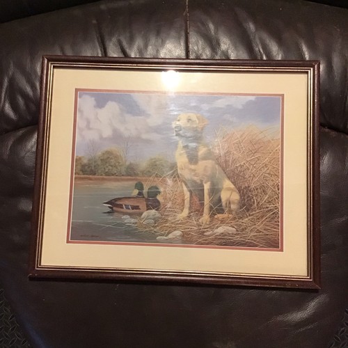 Labrador retriever gundog - retriever,