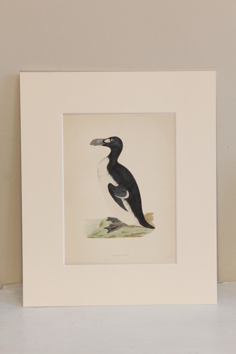 Antique victorian bird - bird, print