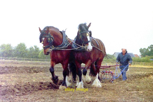 Photo 6x4 heavy horses - horses, at